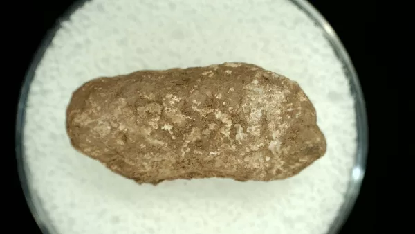 Genuine Permian Age Reptile Coprolite Fossil for Sale from Texas #16a