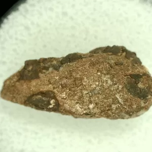 Genuine Permian Age Reptile Coprolite Fossil for Sale from Texas #17