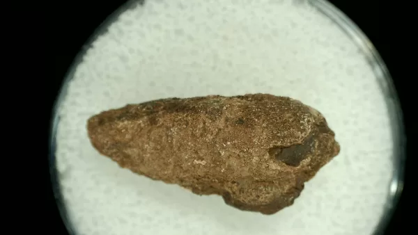 Genuine Permian Age Reptile Coprolite Fossil for Sale from Texas #17a