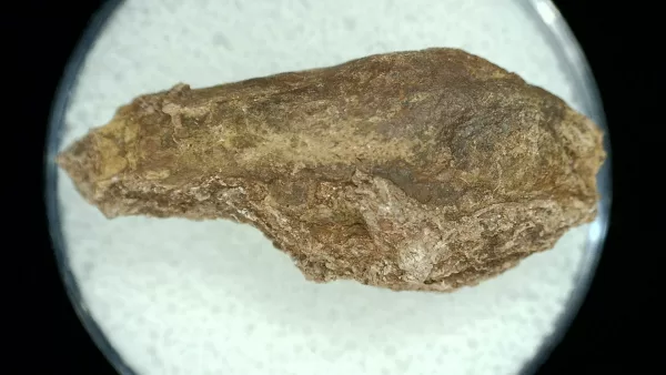 Genuine Permian Age Reptile Coprolite Fossil for Sale from Texas #18a