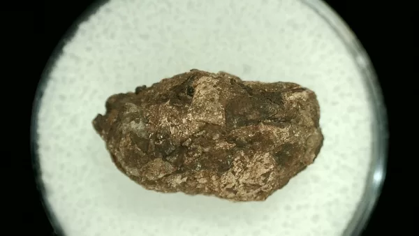 Genuine Permian Age Reptile Coprolite Fossil for Sale from Texas #22a