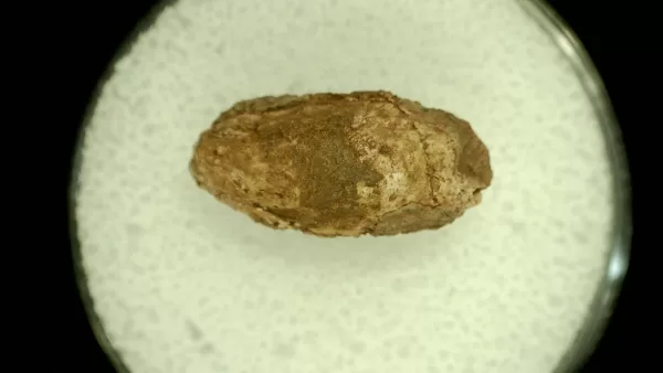 Genuine Permian Age Reptile Coprolite Fossil for Sale from Texas #23a