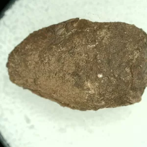 Genuine Permian Age Reptile Coprolite Fossil for Sale from Texas #24