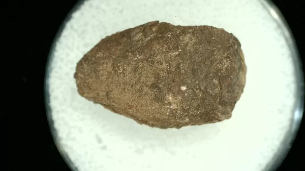 Genuine Permian Age Reptile Coprolite Fossil for Sale from Texas #24