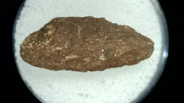 Genuine Permian Age Reptile Coprolite Fossil for Sale from Texas #26