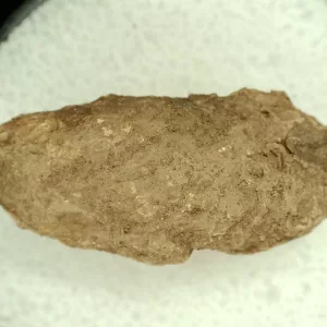 Genuine Permian Age Reptile Coprolite Fossil for Sale from Texas #28