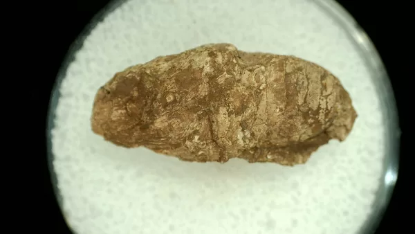 Genuine Permian Age Reptile Coprolite Fossil for Sale from Texas #28a