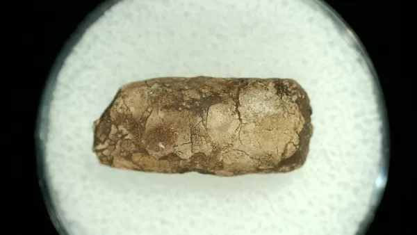 Genuine Permian Age Reptile Coprolite Fossil for Sale from Texas #29