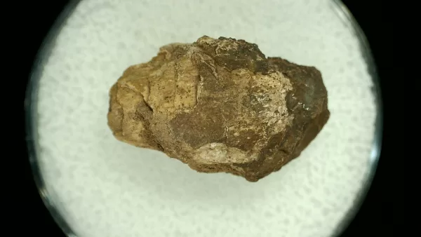 Genuine Permian Age Reptile Coprolite Fossil for Sale from Texas #30