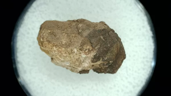 Genuine Permian Age Reptile Coprolite Fossil for Sale from Texas #30a