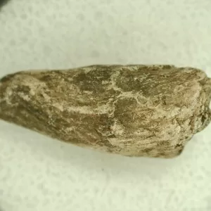 Genuine Permian Age Reptile Coprolite Fossil for Sale from Texas #33