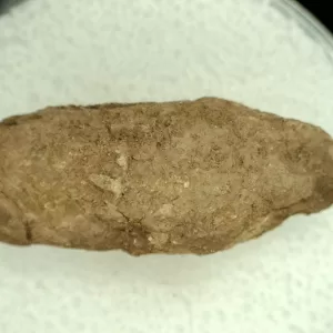 Genuine Permian Age Reptile Coprolite Fossil for Sale from Texas #35