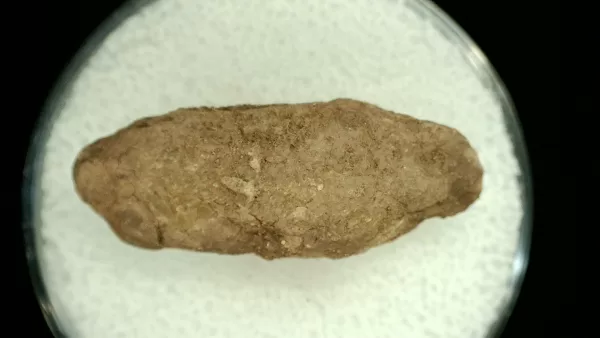 Genuine Permian Age Reptile Coprolite Fossil for Sale from Texas #35