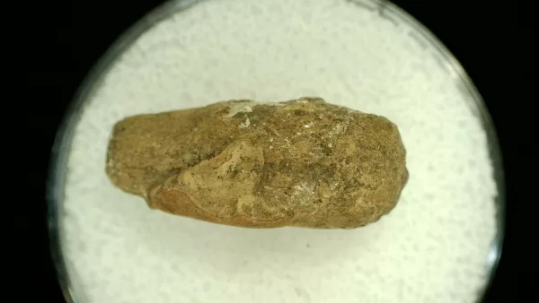 Genuine Permian Age Reptile Coprolite Fossil for Sale from Texas #36a