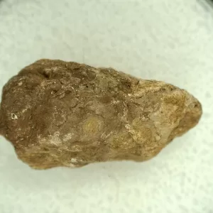 Genuine Permian Age Reptile Coprolite Fossil for Sale from Texas #37