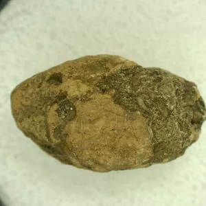 Genuine Permian Age Reptile Coprolite Fossil for Sale from Texas #38