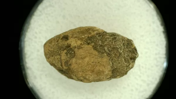 Genuine Permian Age Reptile Coprolite Fossil for Sale from Texas #38