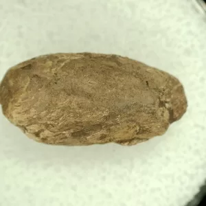 Genuine Permian Age Reptile Coprolite Fossil for Sale from Texas #41