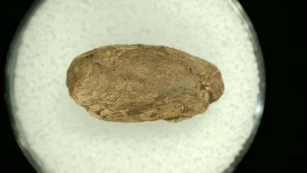 Genuine Permian Age Reptile Coprolite Fossil for Sale from Texas #41