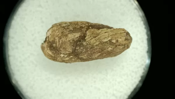 Genuine Permian Age Reptile Coprolite Fossil for Sale from Texas #41a