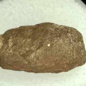 Genuine Permian Age Reptile Coprolite Fossil for Sale from Texas #42