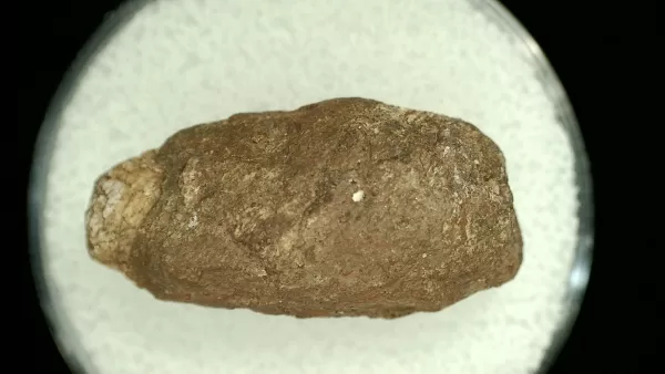 Genuine Permian Age Reptile Coprolite Fossil for Sale from Texas #42