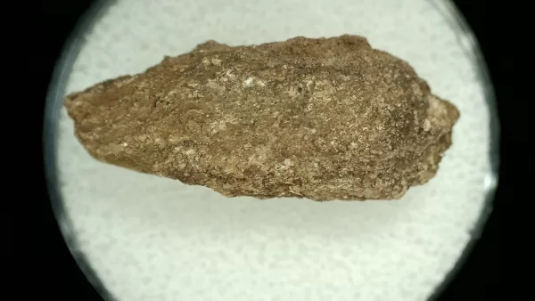 Genuine Permian Age Reptile Coprolite Fossil for Sale from Texas #44