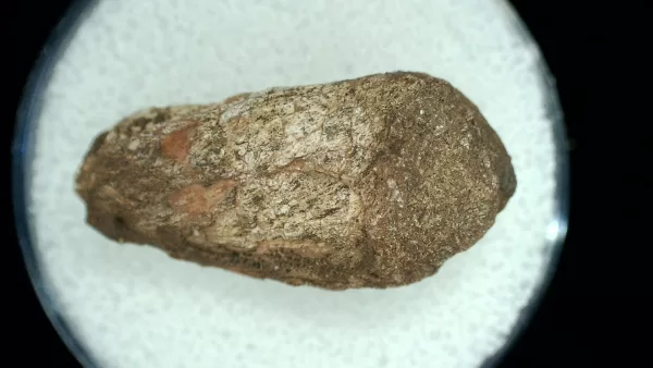 Genuine Permian Age Reptile Coprolite Fossil for Sale from Texas #45a