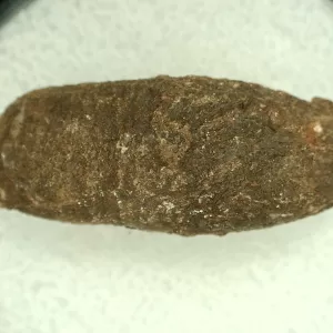 Genuine Permian Age Reptile Coprolite Fossil for Sale from Texas #46