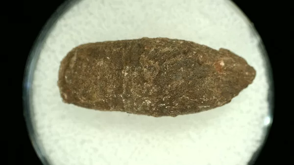 Genuine Permian Age Reptile Coprolite Fossil for Sale from Texas #46