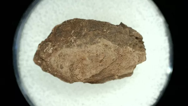 Genuine Permian Age Reptile Coprolite Fossil for Sale from Texas #47a