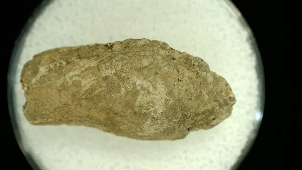 Genuine Permian Age Reptile Coprolite Fossil for Sale from Texas #51a