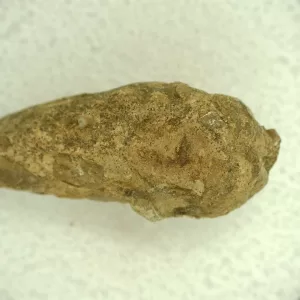 Genuine Permian Age Reptile Coprolite Fossil for Sale from Texas #52