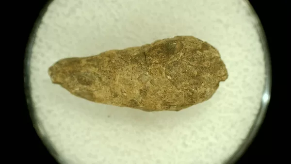 Genuine Permian Age Reptile Coprolite Fossil for Sale from Texas #52a