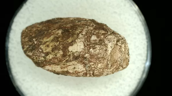 Genuine Permian Age Reptile Coprolite Fossil for Sale from Texas #53