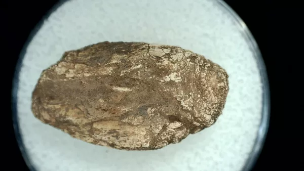 Genuine Permian Age Reptile Coprolite Fossil for Sale from Texas #53a