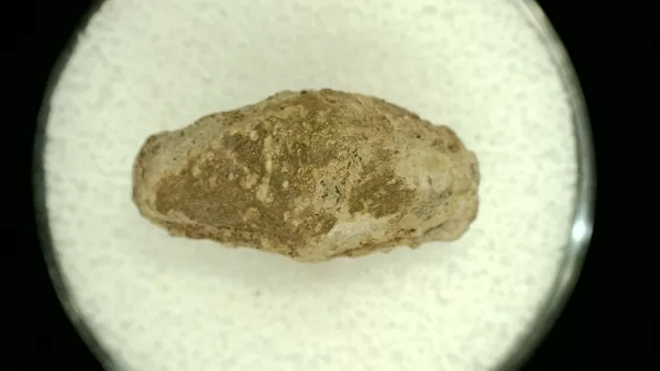 Genuine Permian Age Reptile Coprolite Fossil for Sale from Texas #54