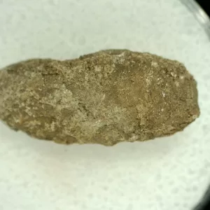 Genuine Permian Age Reptile Coprolite Fossil for Sale from Texas #57