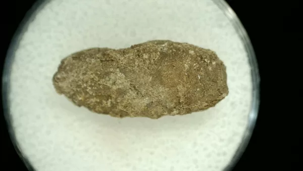 Genuine Permian Age Reptile Coprolite Fossil for Sale from Texas #57