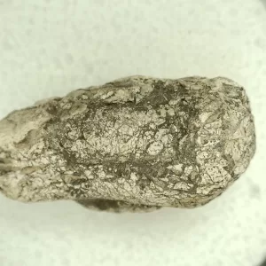 Genuine Permian Age Reptile Coprolite Fossil for Sale from Texas #60