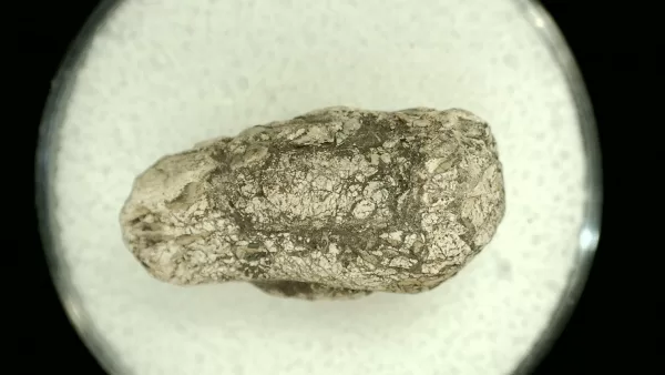 Genuine Permian Age Reptile Coprolite Fossil for Sale from Texas #60