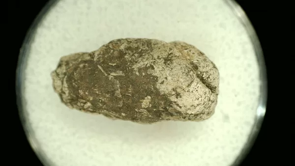 Genuine Permian Age Reptile Coprolite Fossil for Sale from Texas #60a