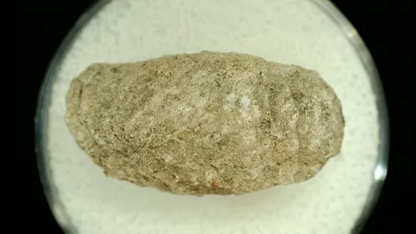 Genuine Permian Age Reptile Coprolite Fossil for Sale from Texas #61