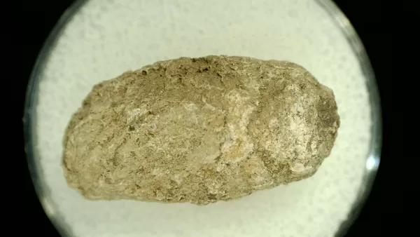 Genuine Permian Age Reptile Coprolite Fossil for Sale from Texas #61a