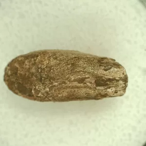 Genuine Permian Age Reptile Coprolite Fossil for Sale from Texas #62