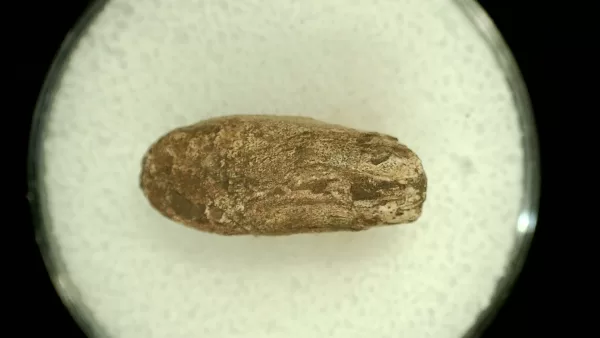 Genuine Permian Age Reptile Coprolite Fossil for Sale from Texas #62