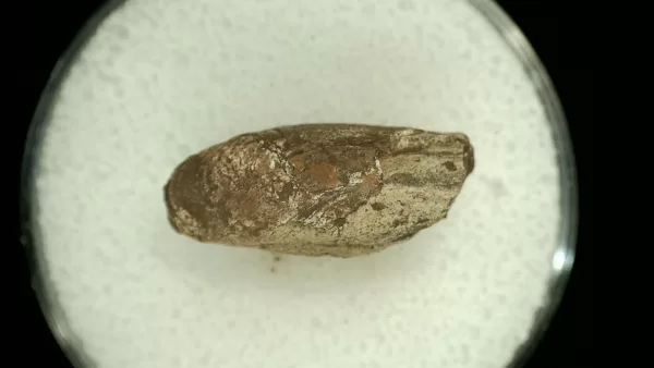 Genuine Permian Age Reptile Coprolite Fossil for Sale from Texas #62a