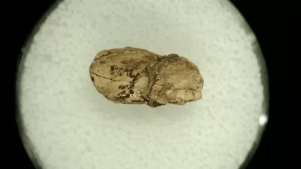 Genuine Permian Age Reptile Coprolite Fossil for Sale from Texas #65