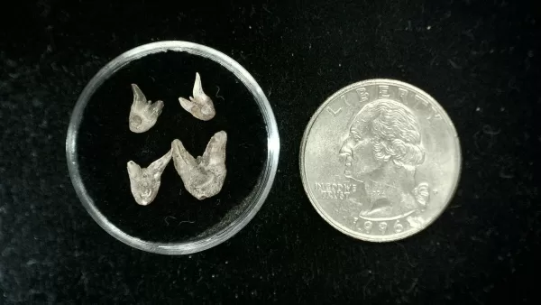 Genuine Permian Xenacanthus Shark Teeth From Texas For Sale #15