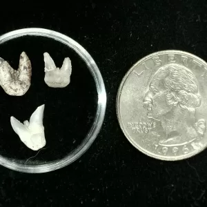 Genuine Permian Xenacanthus Shark Teeth From Texas For Sale #2